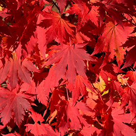 Final Fire Maple #15 gallon pot