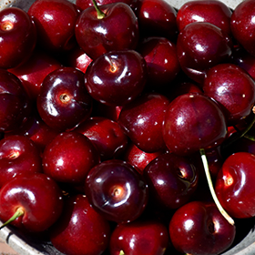 Blackgold Cherry #7 gallon pot - Hollybrook Farms