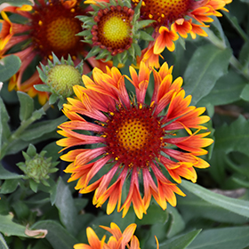 Spintop Copper Sun Blanket Flower #1 gallon pot
