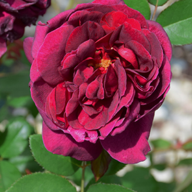 Darcey Bussell Rose #3 gallon pot - David Austin