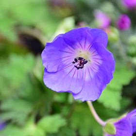 Rozanne Cranesbill #1 gallon pot