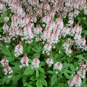 Spring Symphony Foamflower #1 gallon pot