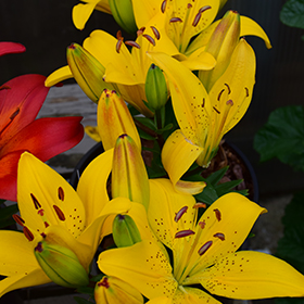 Golden Matrix Lily 4.25"/quart pot