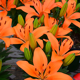 Matrix Orange Lily #2 gallon pot