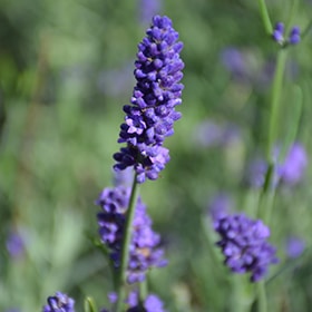 Sweet Romance Lavender #1.5 gallon pot - Proven Winners