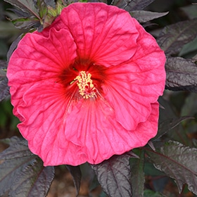 Summerific Evening Rose Hibiscus #3 gallon pot - Proven Winners