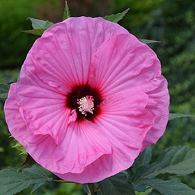 Summerific Candy Crush Hibiscus #3 gallon pot - Proven Winners