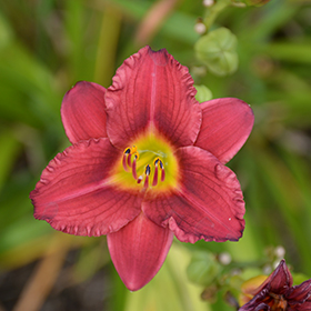 Pardon Me Daylily 4.25"/quart pot