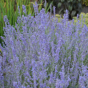 Blue Jean Baby Russian Sage #2 gallon pot