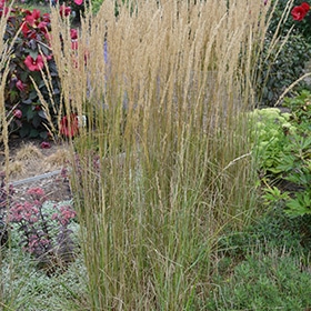 El Dorado Feather Reed Grass #3 gallon pot