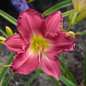 Happy Ever Appster Romantic Returns Daylily #1.5 gallon pot