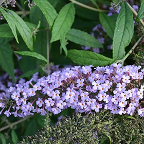 Lavender Cascade Butterfly Bush #2 gallon pot