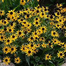 Little Goldstar Coneflower #2 gallon pot
