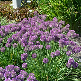 Lavender Bubbles Ornamental Onion #1.5 gallon pot