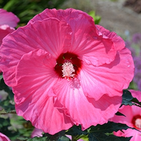 Airbrush Effect Hibiscus #1 gallon pot