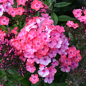 Garden Girls Glamour Girl Garden Phlox #2 gallon pot - Proven Winners