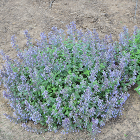 Picture Purrfect Catmint 4.25"/quart pot