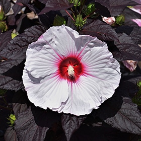 Dark Mystery Hibiscus #3 gallon pot