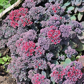 Rock 'N Grow Superstar Stonecrop #1.5 gallon pot - Proven Winners