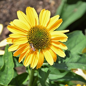 Color Coded Yellow My Darling Coneflower #1.5 gallon pot - Proven Winners