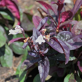 Onyx and Pearls Beard Tongue #1.5 gallon pot