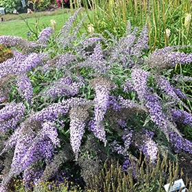 Grand Cascade Butterfly Bush #5 gallon pot