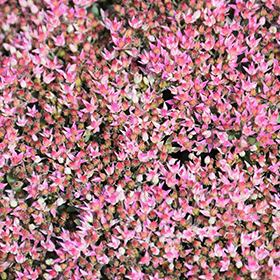 Rock 'N Round Pride and Joy Stonecrop #1.5 gallon pot - Proven Winners