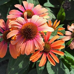 Color Coded Orange You Awesome Coneflower #1.5 gallon pot - Proven Winners