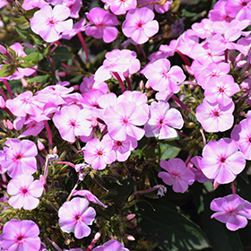 Garden Girls Uptown Girl Garden Phlox #2 gallon pot - Proven Winners