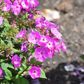 Garden Girls Cover Girl Garden Phlox #2 gallon pot - Proven Winners
