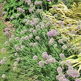 Medusa Ornamental Onion #2 gallon pot