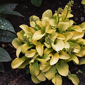 Sun Mouse Hosta #1 gallon pot