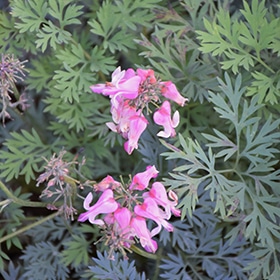 Pink Diamonds Fern-leaved Bleeding Heart #1.5 gallon pot - Proven Winners
