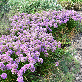 Serendipity Ornamental Onion #1.5 gallon pot - Proven Winners