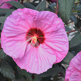 Summerific Berry Awesome Hibiscus #2 gallon pot - Proven Winners
