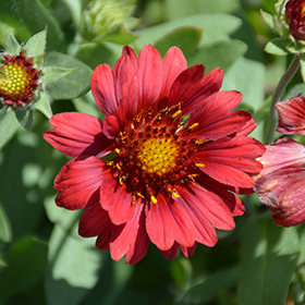 Mesa Red Blanket Flower #1 gallon pot