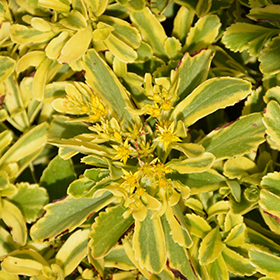 Cutting Edge Stonecrop 50-cell flat