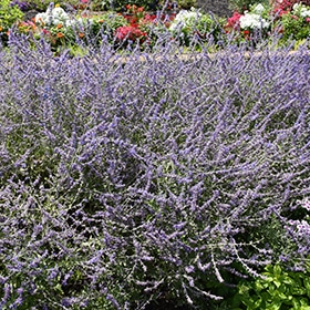 Crazy Blue Russian Sage #1.5 gallon pot