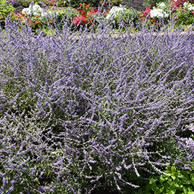 Crazy Blue Russian Sage #2 gallon pot