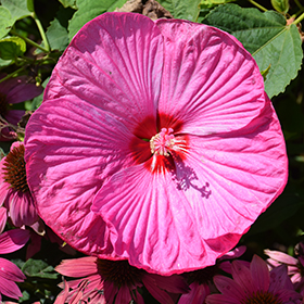Luna Rose Hibiscus #2 gallon pot