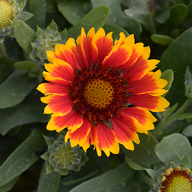 Spintop Red Starburst Blanket Flower #2 gallon pot