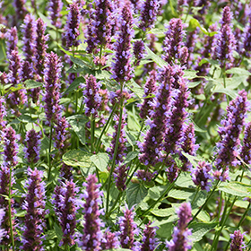 Beelicious Purple Hyssop #1 gallon pot