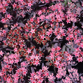 Plum Dazzled Stonecrop #1 gallon pot