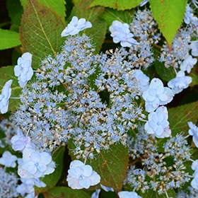 Tiny Tuff Stuff Hydrangea #3 gallon pot - Proven Winners