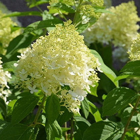 Limelight Hydrangea #5 gallon pot - Proven Winners