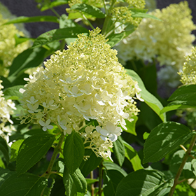 Limelight Hydrangea #10 gallon pot - Proven Winners