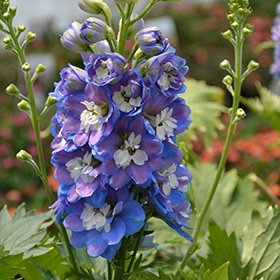 Aurora Blue Larkspur #1 gallon pot
