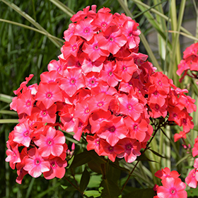 Coral Flame Garden Phlox #1 gallon pot