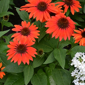 Sombrero Flamenco Orange Coneflower #1.5 gallon pot