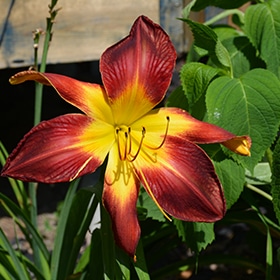 Rainbow Rhythm Ruby Spider Daylily #1.5 gallon pot - Proven Winners